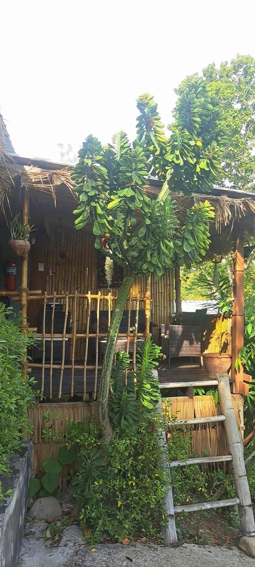 Siam Flora Resort Koh Lanta Bilik gambar