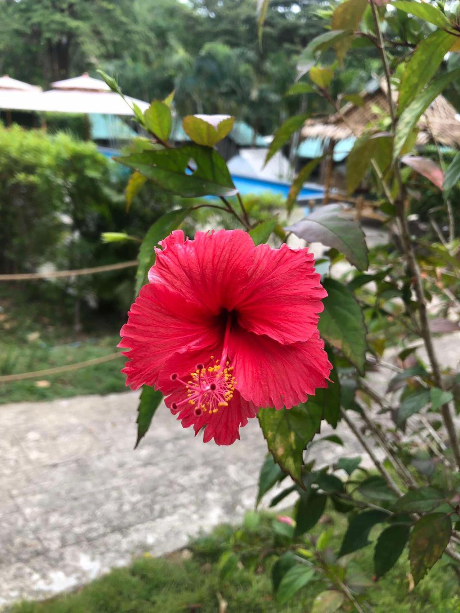 Siam Flora Resort Koh Lanta Luaran gambar